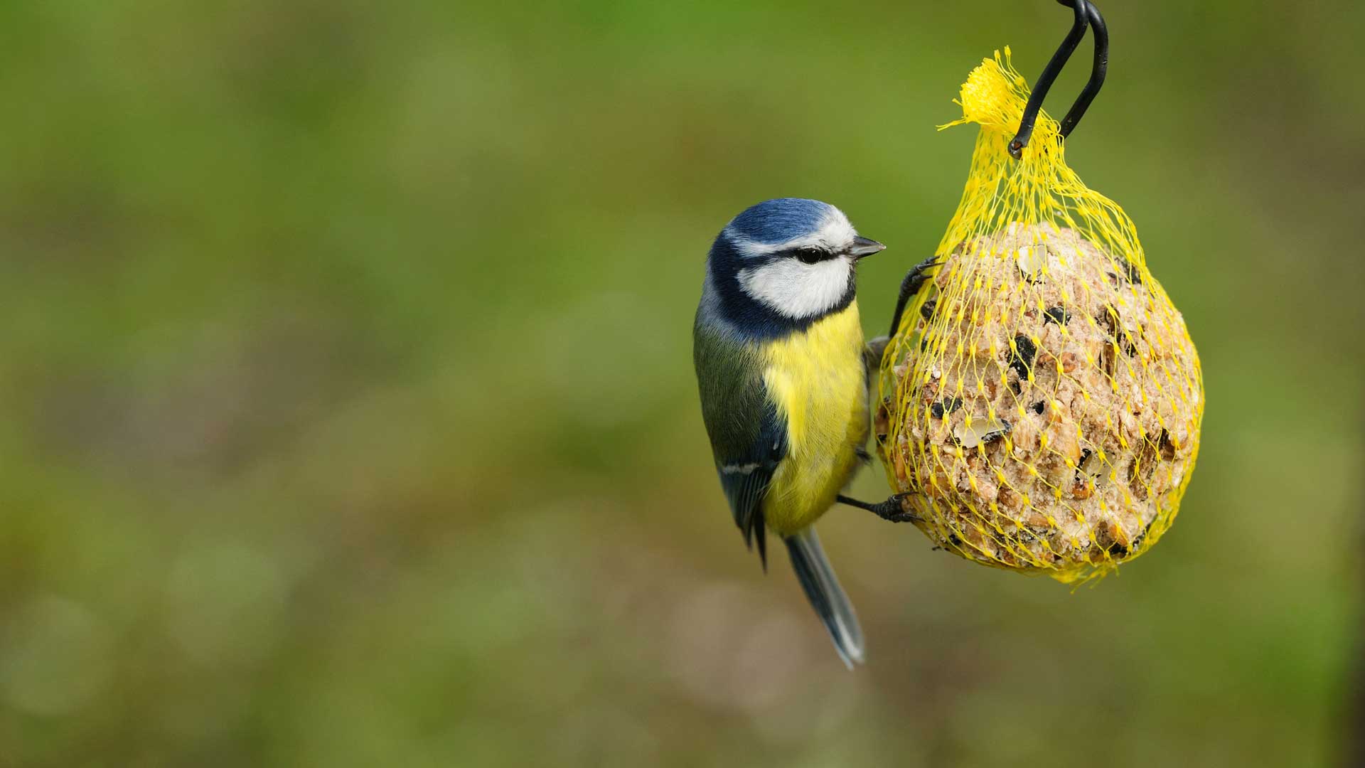 Sollte Man Das Ganze Jahr Uber Vogel Futtern Quarks De