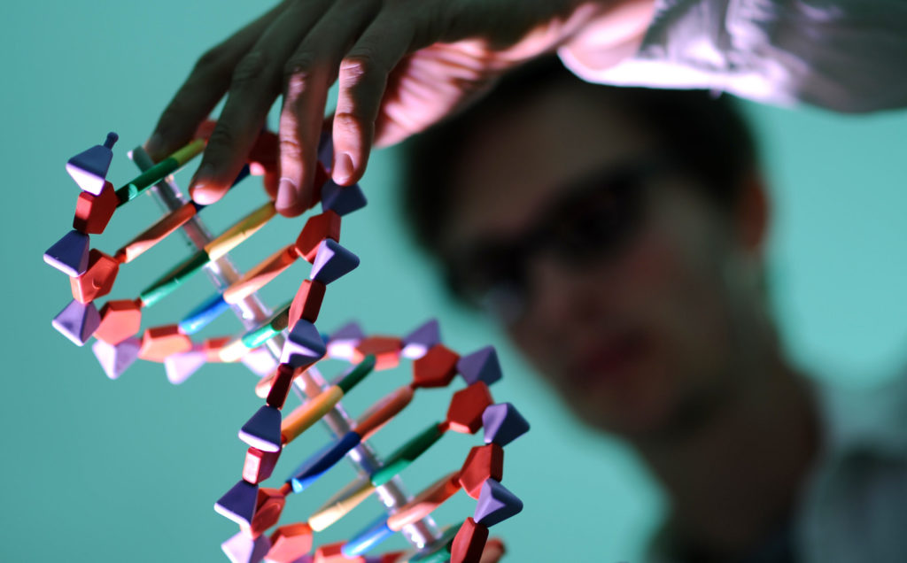 Ein Mann betrachtet ein DNA-Modell.