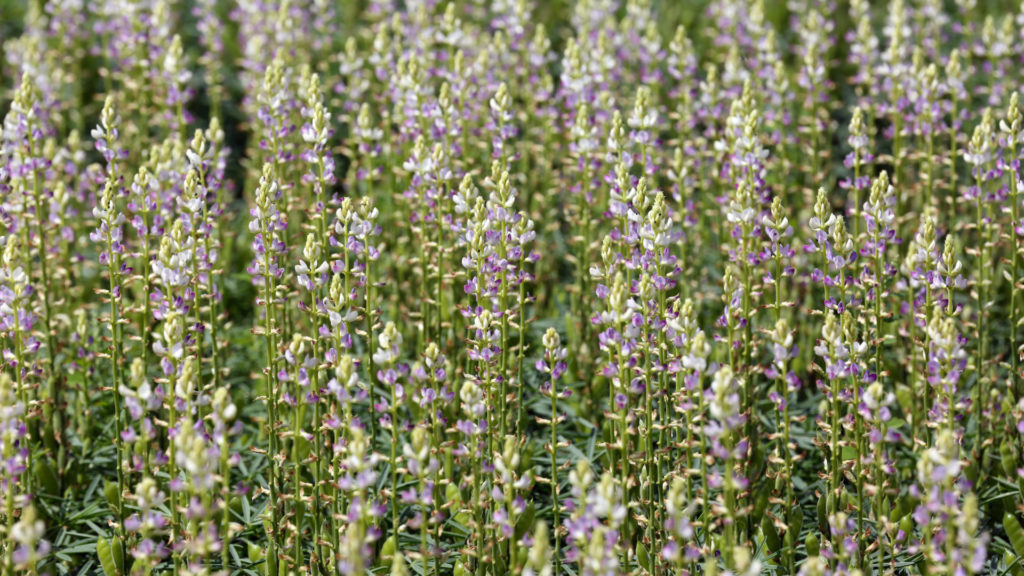 Nahaufnahme eines blühenden Lupinenfeldes mit zahlreichen aufrechten, lilafarben-weißen Blütenständen und grüner Vegetation im Hintergrund.