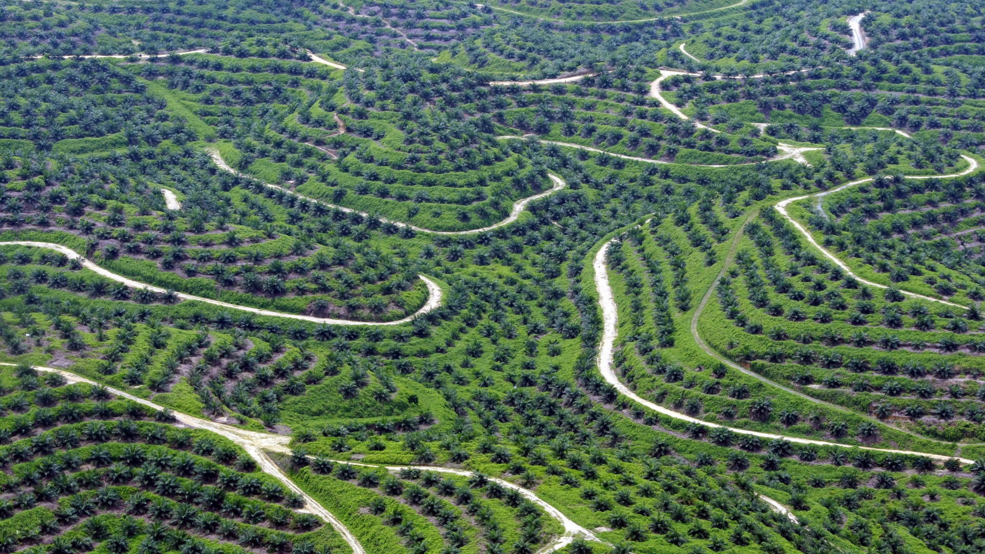 Palmöl-Plantage in Indonesien