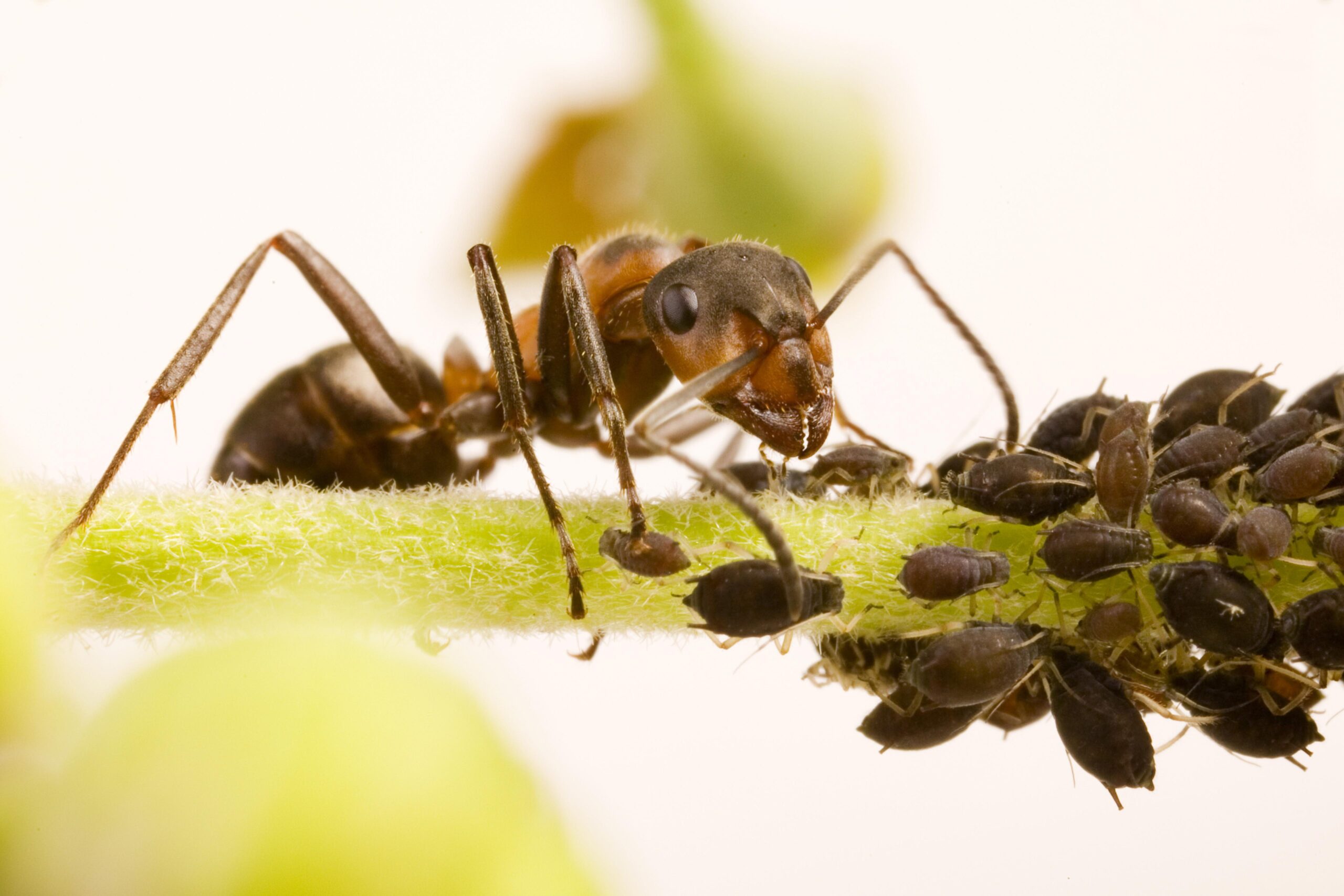 Eine Ameise sitzt auf einem Blatt, was von Blattläusen befallen ist.