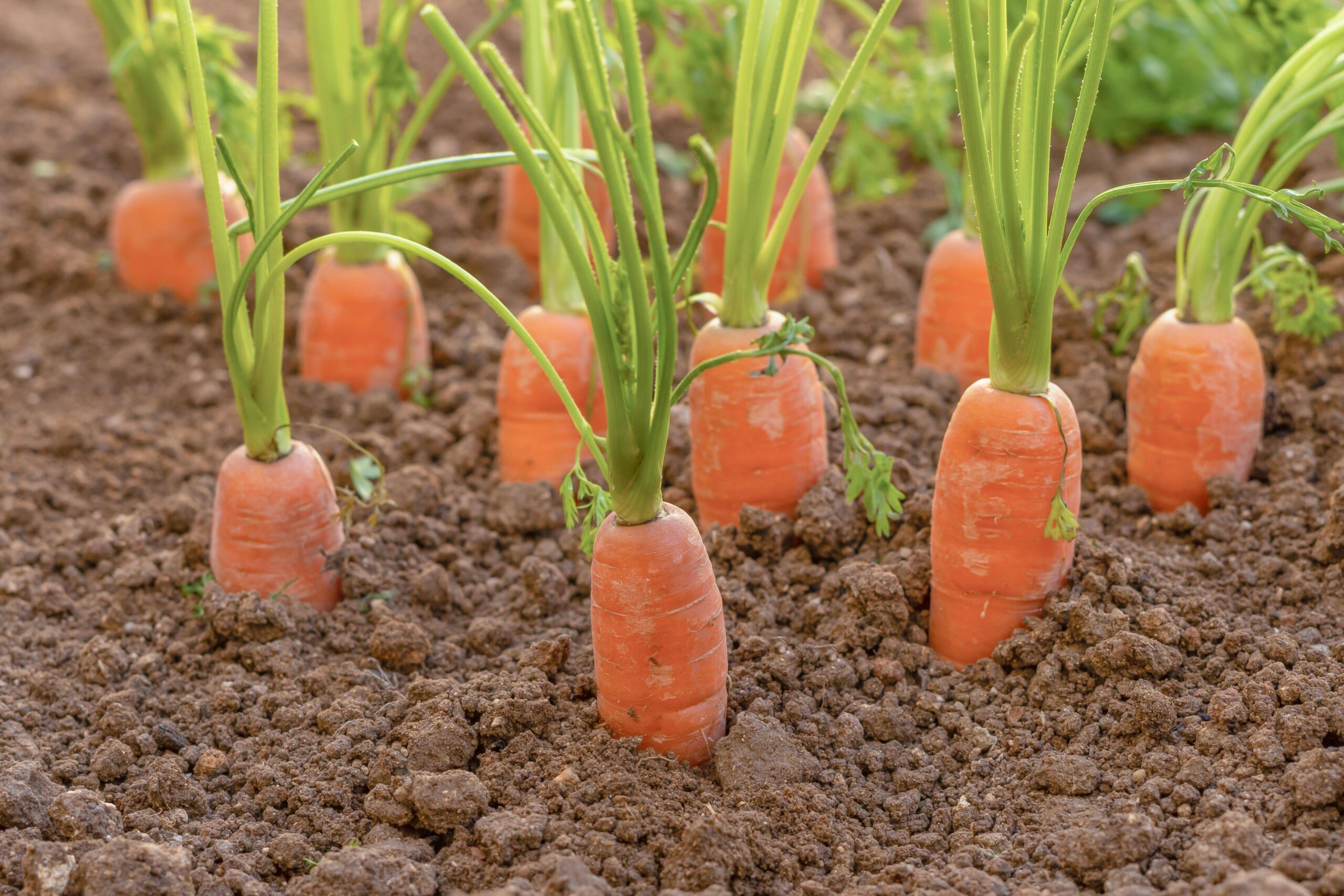Nahaufnahme von Karotten, die in einem BioGemüsegarten gepflanzt wurden