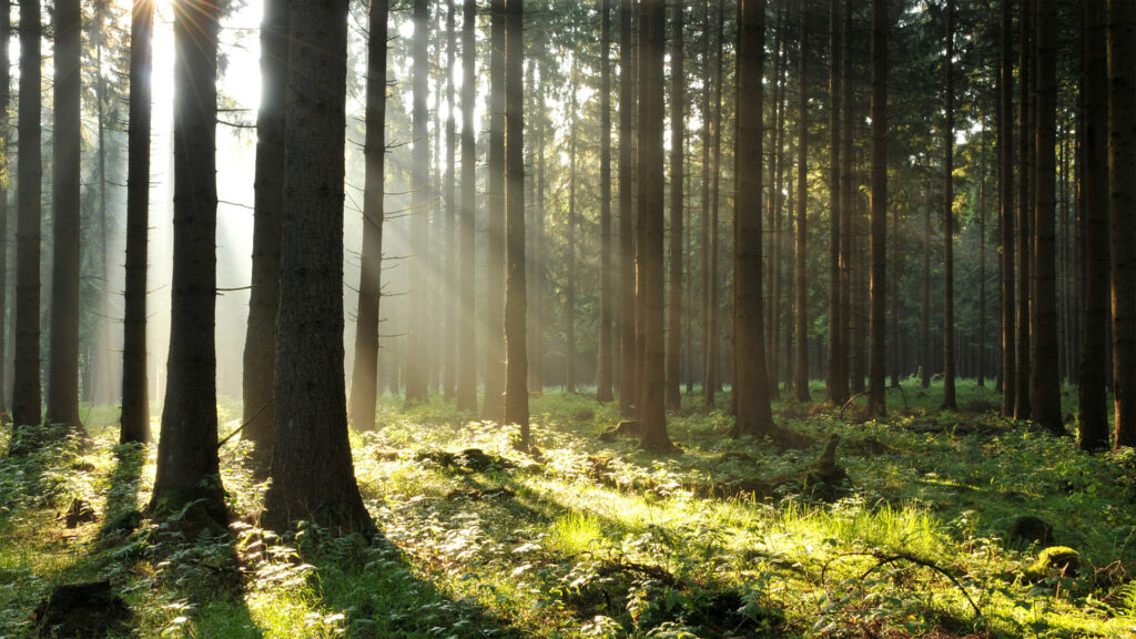 So geht es unserem Wald