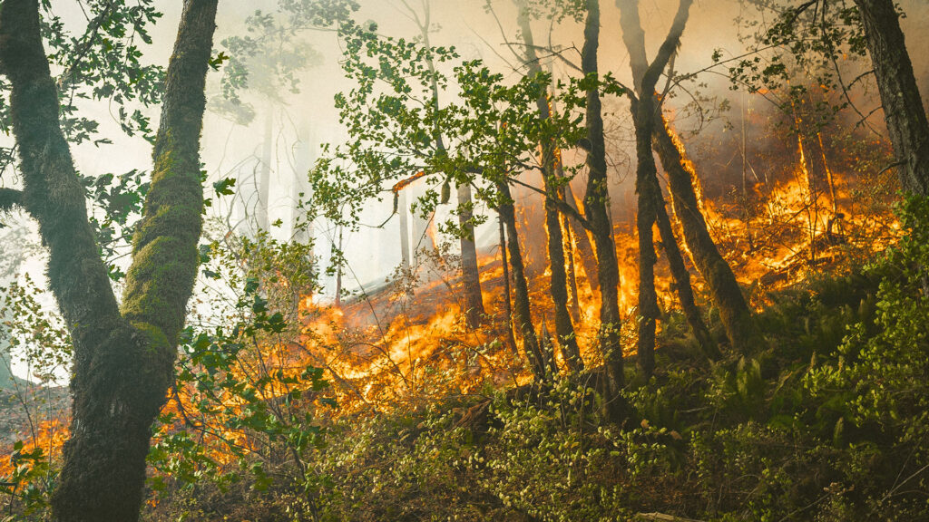Ein brennender Wald. Flammen schlagen sich die Bäume hoch.