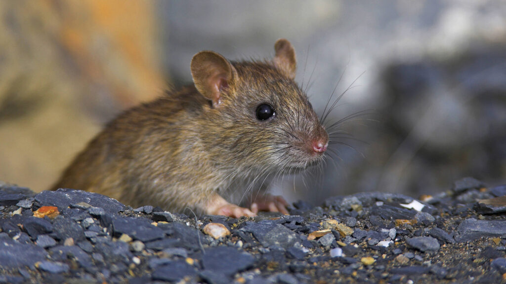 Nahaufnahme einer braunen Ratte mit schwarzem Auge auf kiesigem Untergrund, unscharfer Hintergrund.