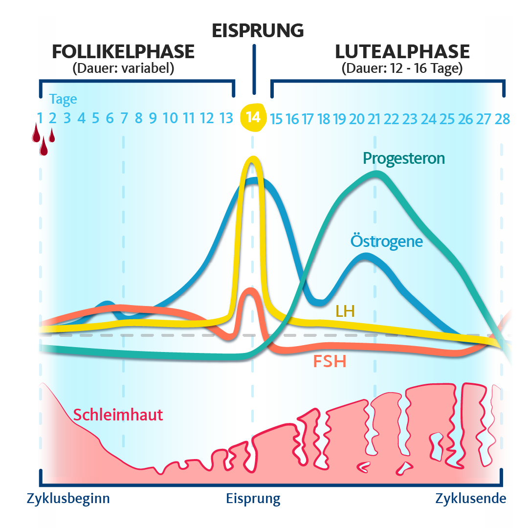 So läuft der Zyklus ab Grafik mit Kurven zum Hormonspiegel und der Verdickung der Gebärmutterschleimhaut