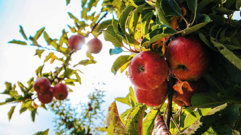 Äpfel die am Baum hängen