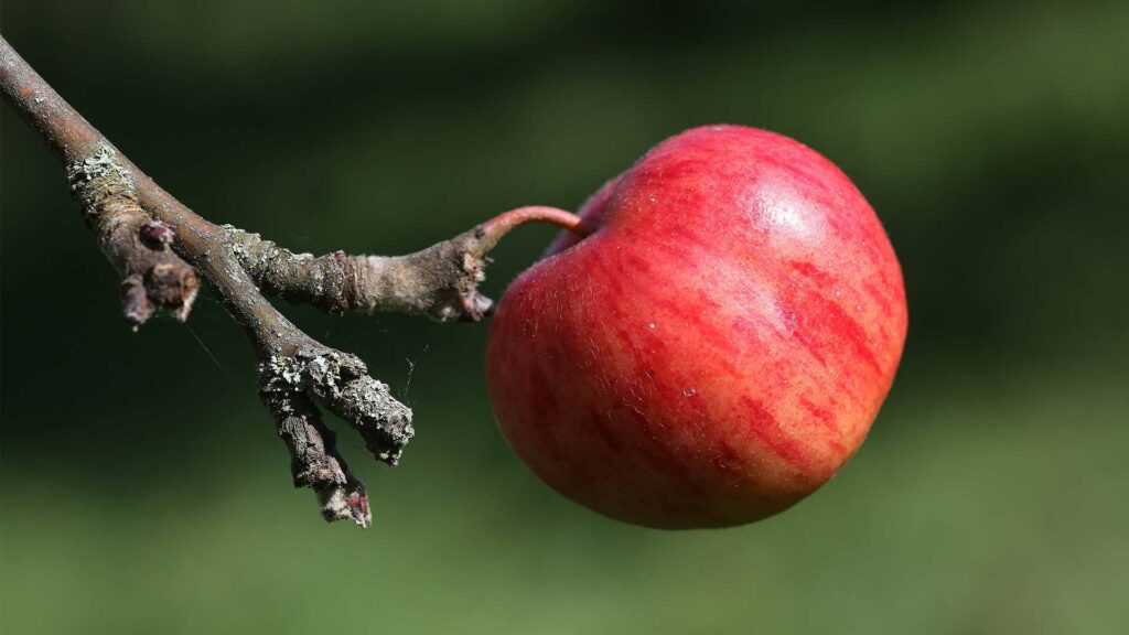 Roter Apfel hängt am Ast.