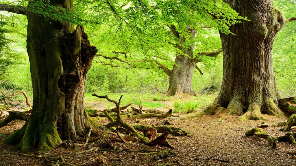 Alte Bäume stehen in einem grünen Wald.
