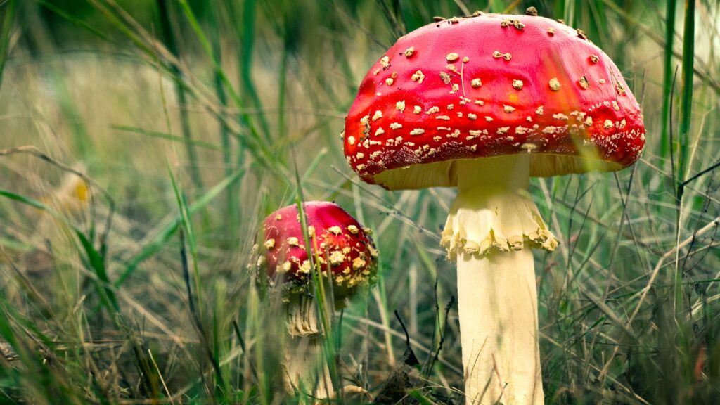 Ein kleiner und einer großer Fliegenpilz auf einer Wiese