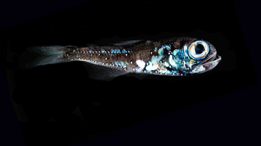 Ein kleiner glänzender Fisch in der dunklen Tiefsee.