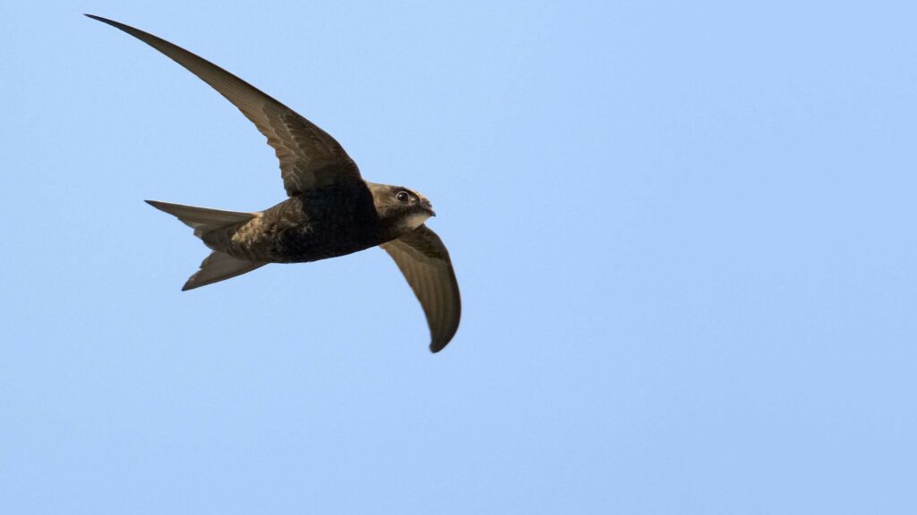 Ein Mausersegler im Flug am blauen wolkenlosen Himmel.
