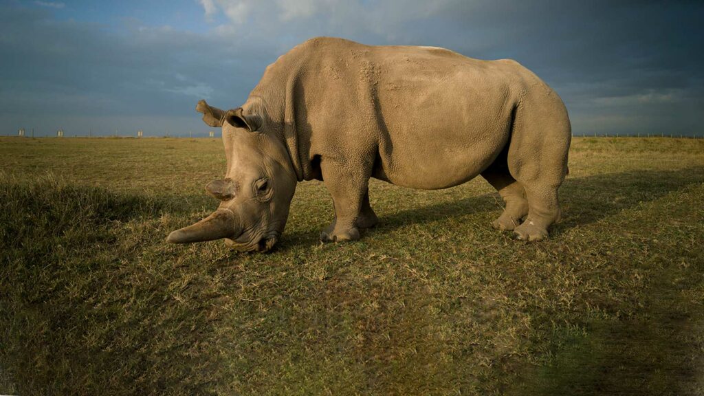 Breitmaulnashorn.