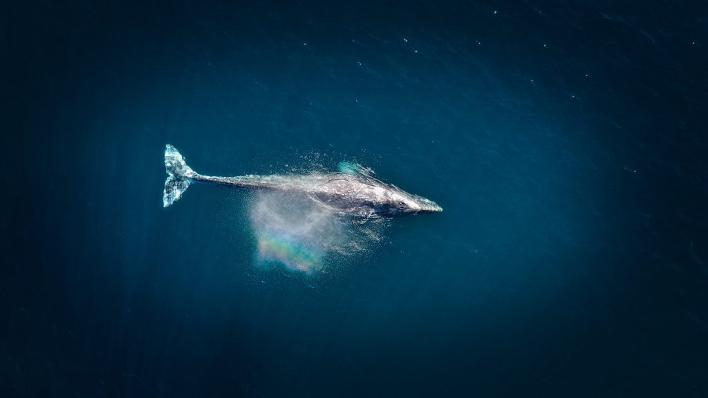 Ein Wal an der Wasseroberfläche | Photo by Cameron Venti on Unsplash