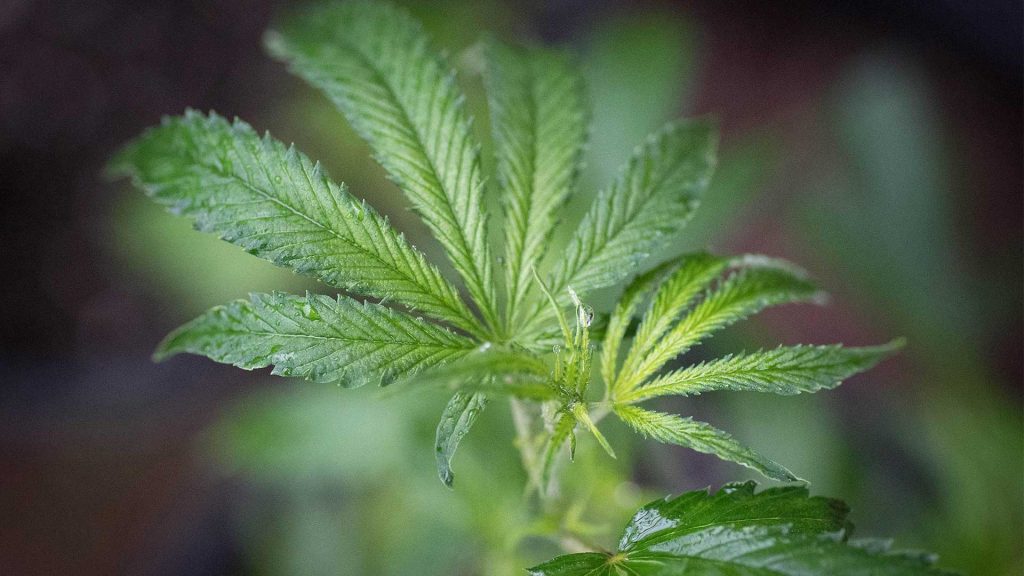 Aufnahme eines Cannabis-Blattes vor unscharfem Hintergrund.