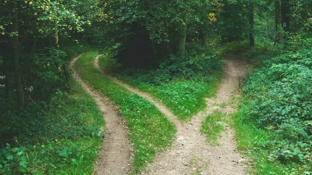 Ein Waldstück trennt sich in zwei verschiedene Wege.