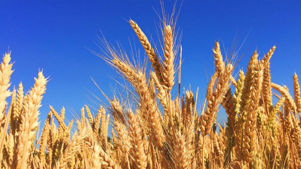 Weizenähren vor blauem Himmel.