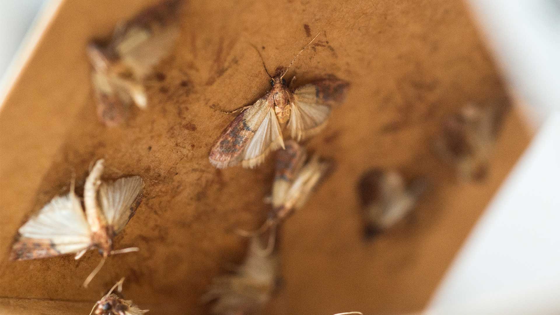 Eier von Hausmotten