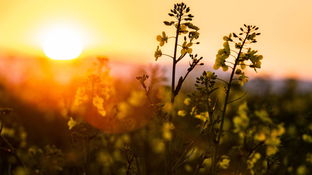 Die Sonne geht hinter einem blühenden Rapsfeld auf.