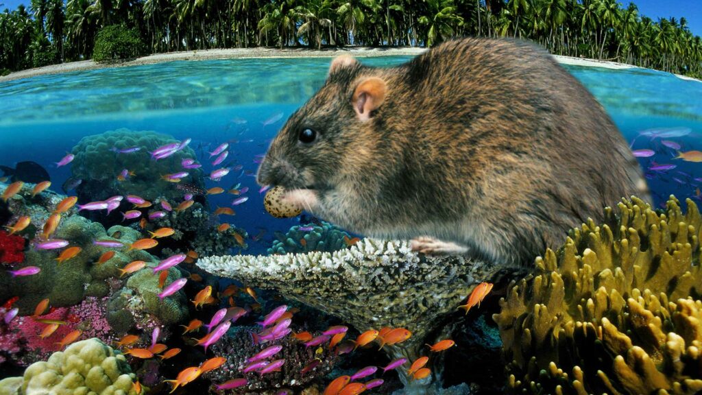 Bildmontage einer Ratte vor einem Korallenriff.