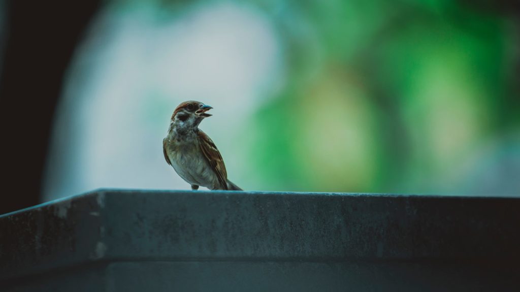 Kleiner Vogel sitzt auf einer dunklen Kante mit geöffnetem Schnabel, unscharfer grüner Hintergrund.
