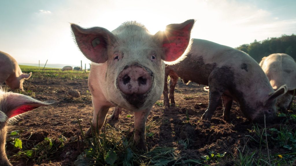 Schweine im Freien | Photo by Pascal Debrunner on Unsplash