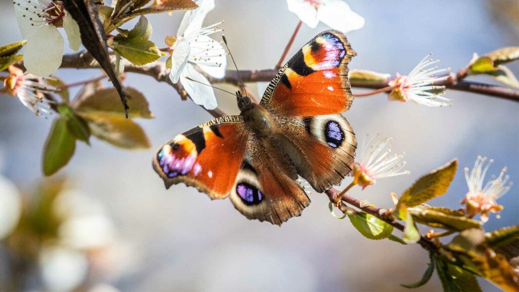 Ein Tagpfauenauge (Aglais io) saugt Nektar aus den Blüten eines Baumes.