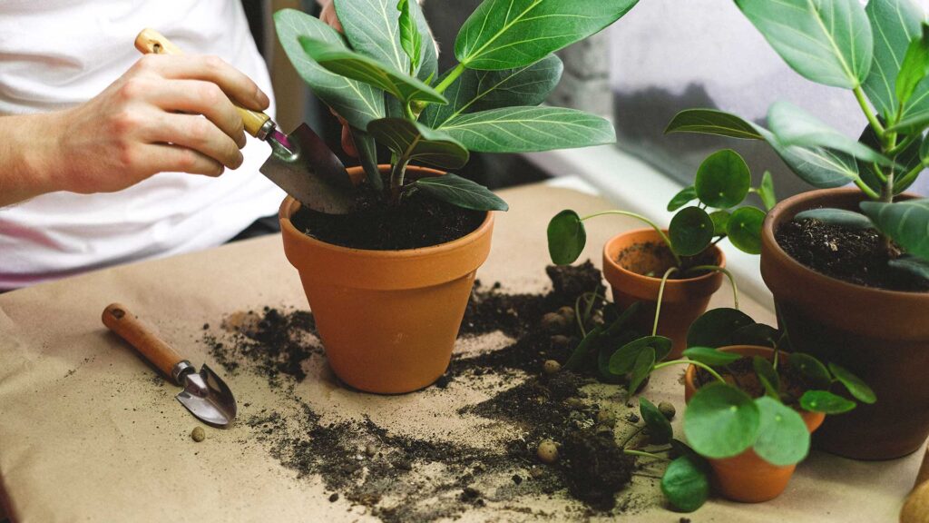 Torf in der Blumenerde setzt viel CO2 frei